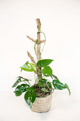 Amydrium medium sp. Sumatera